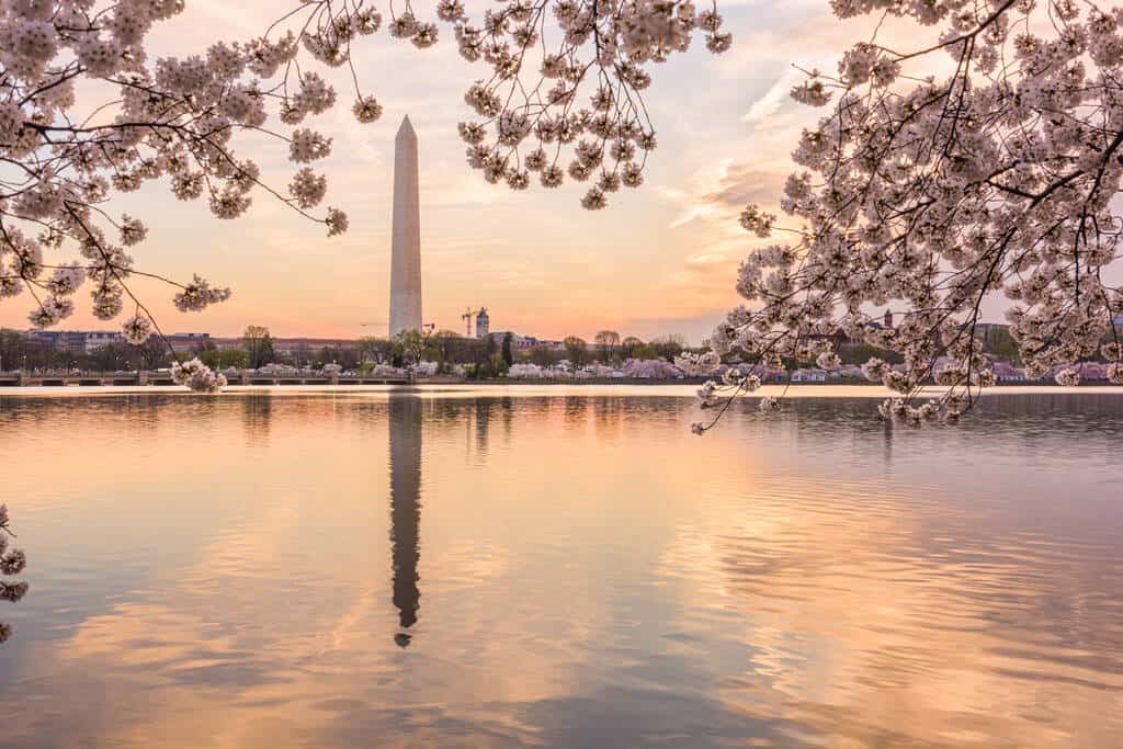 washington-dc-cherry-blossoms