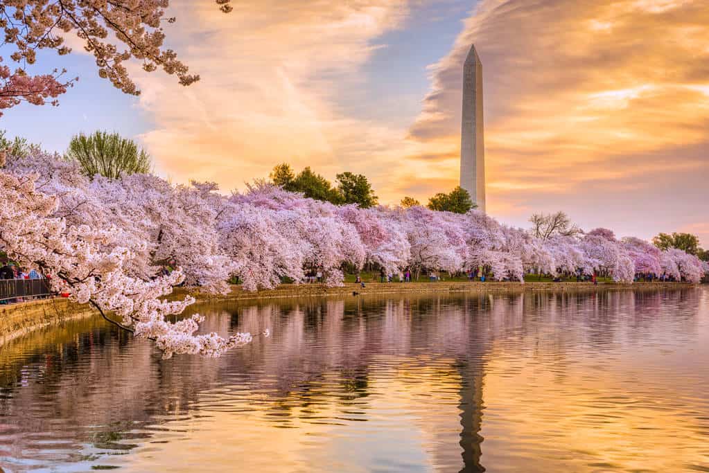 see Washington DC Cherry Blossoms by boat rentals